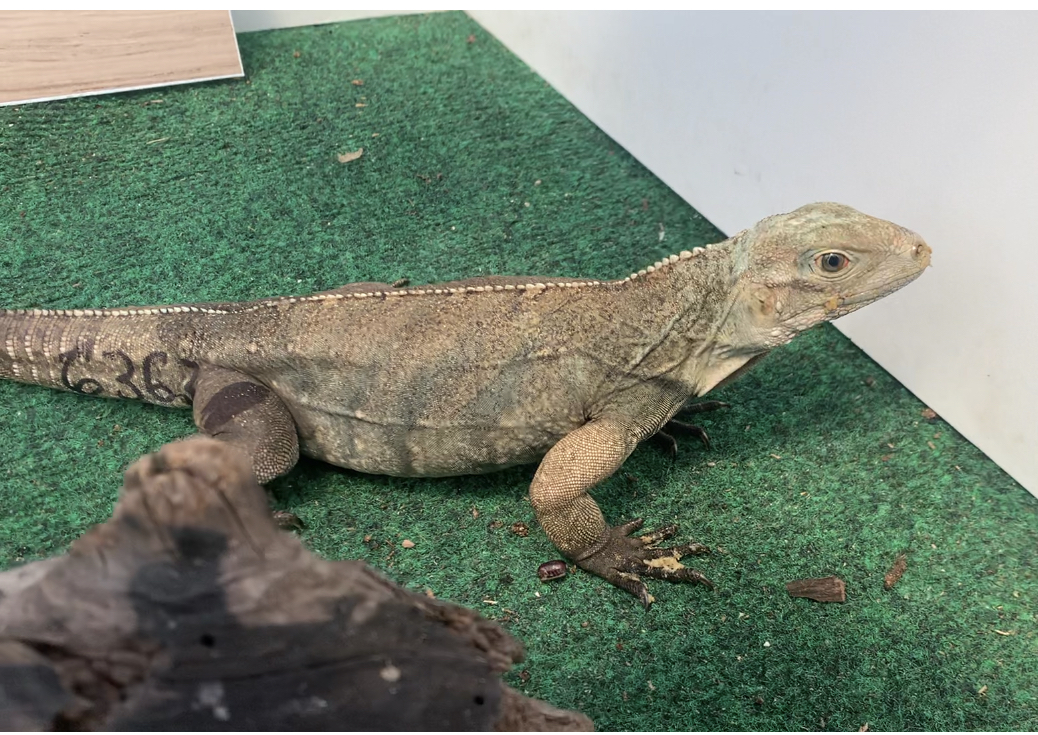 Cyclura Lewisi Hybrids