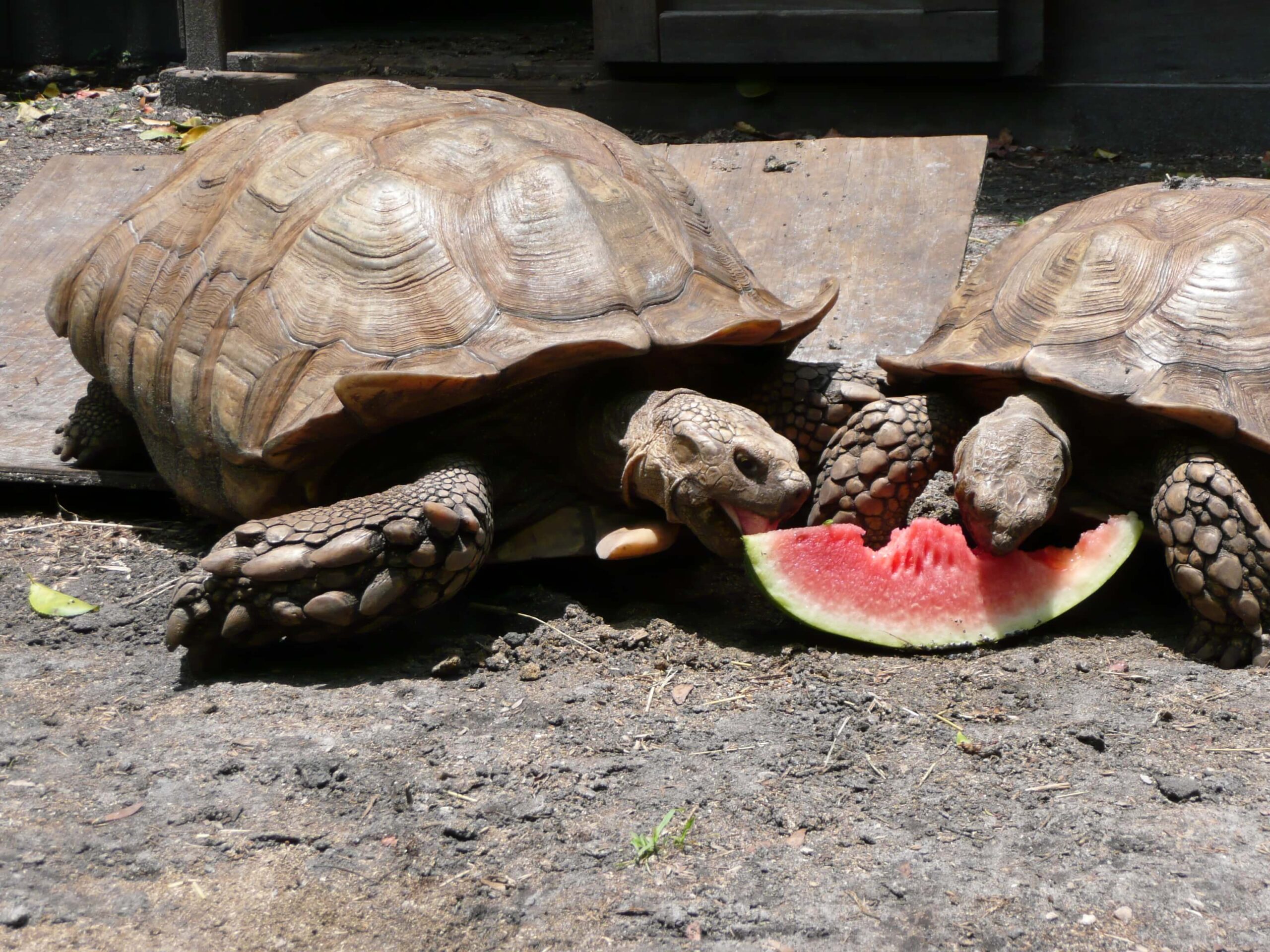 African Sulcata Adult Tortoise