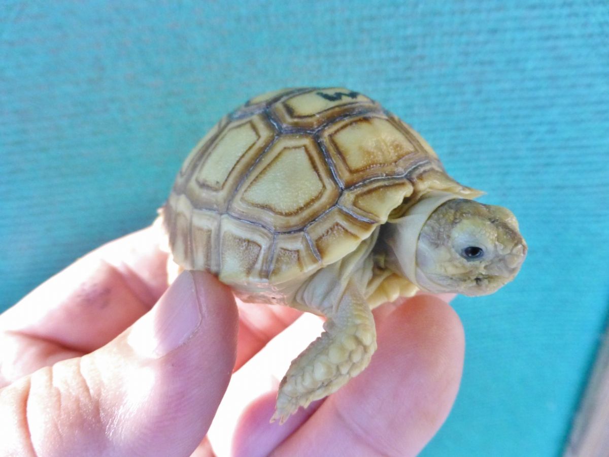 African Sulcata Hatchlings
