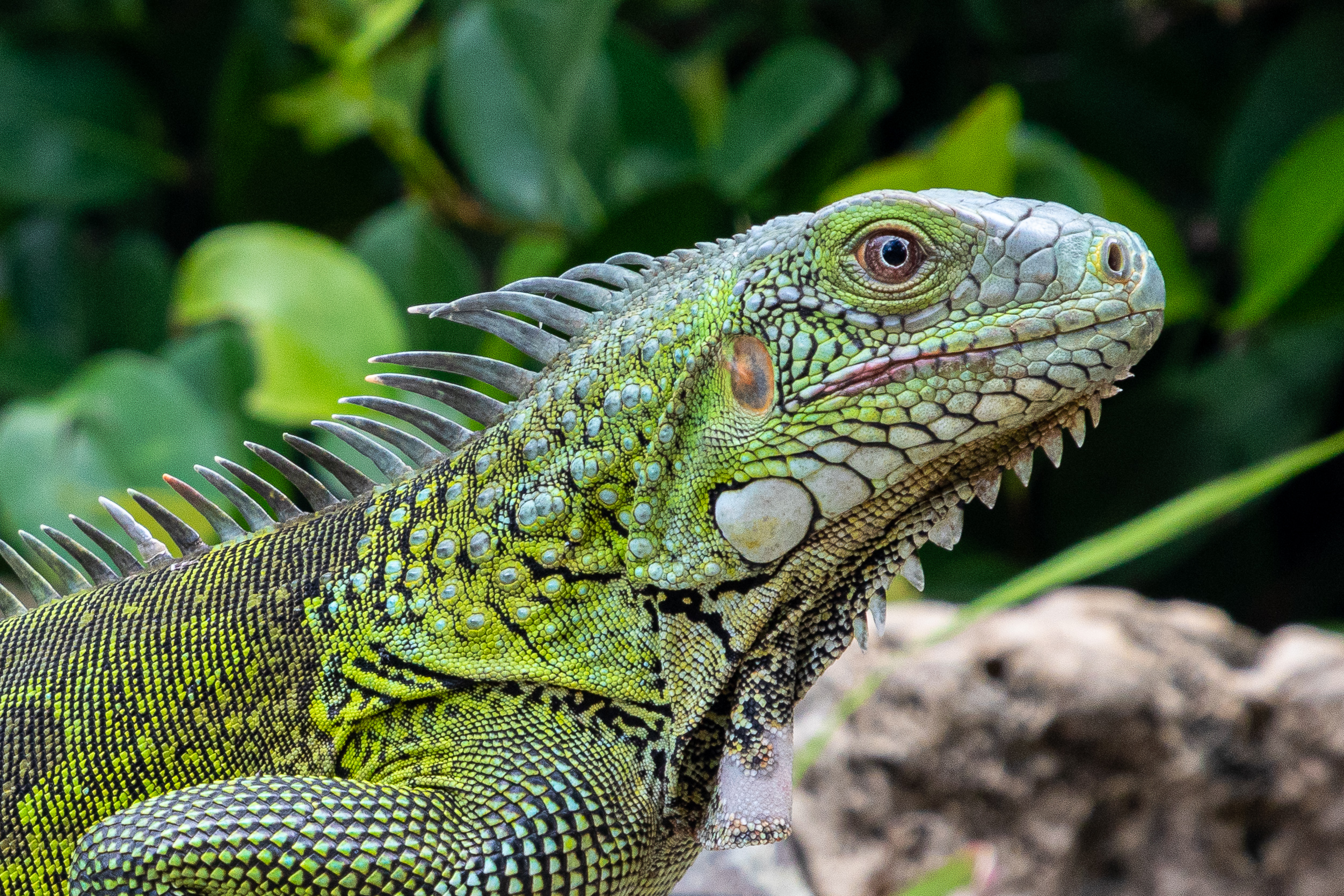 Curacao Iguana