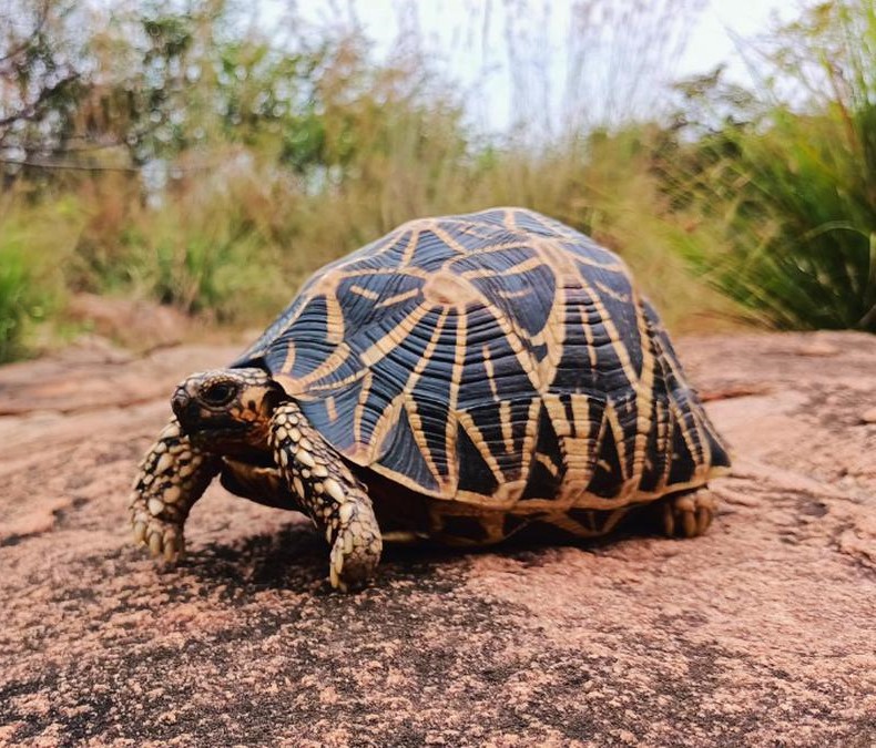 Star Tortoise