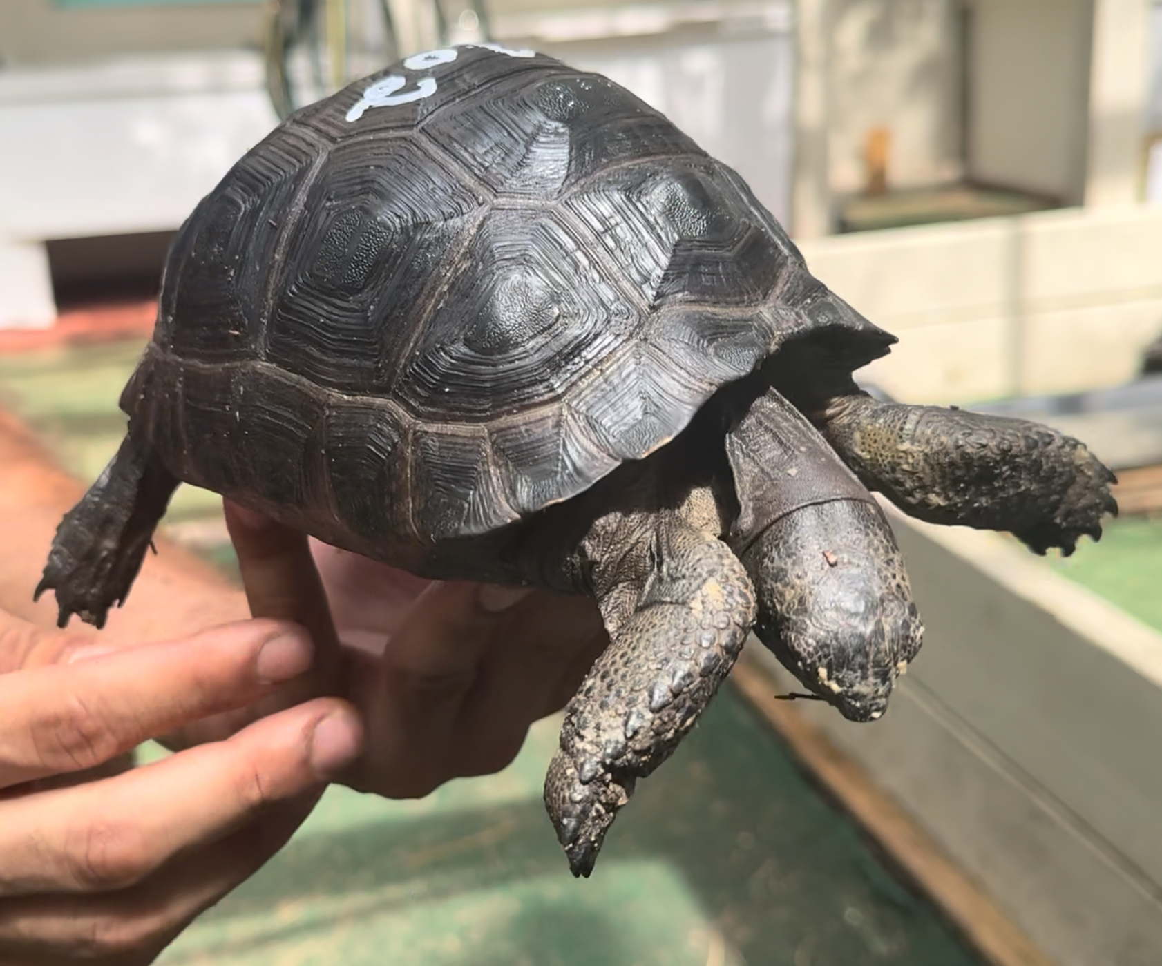Aldabra Hatchlings