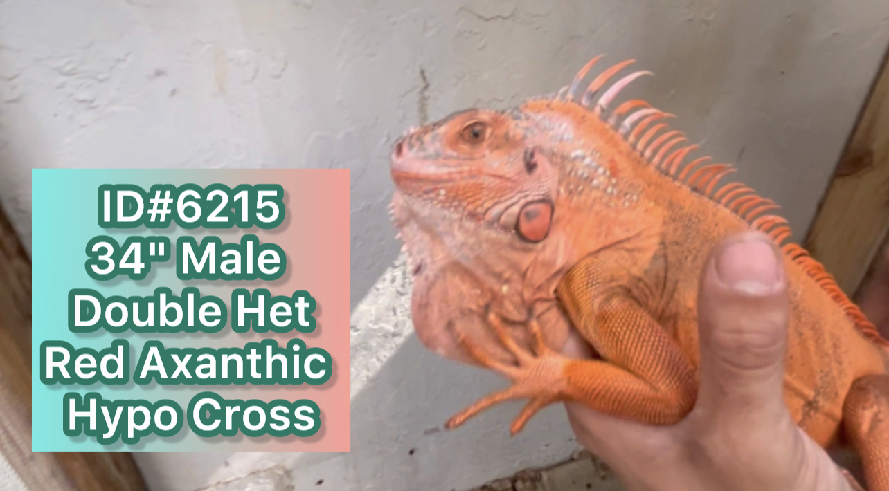 Red Axanthic/Hypo Double Het