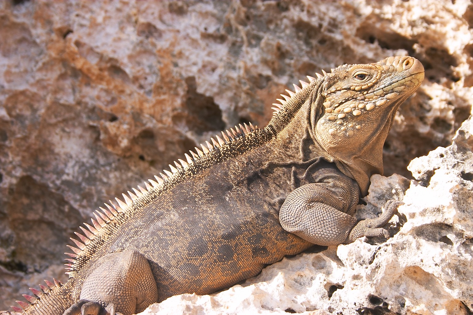 Cyclura Cuban