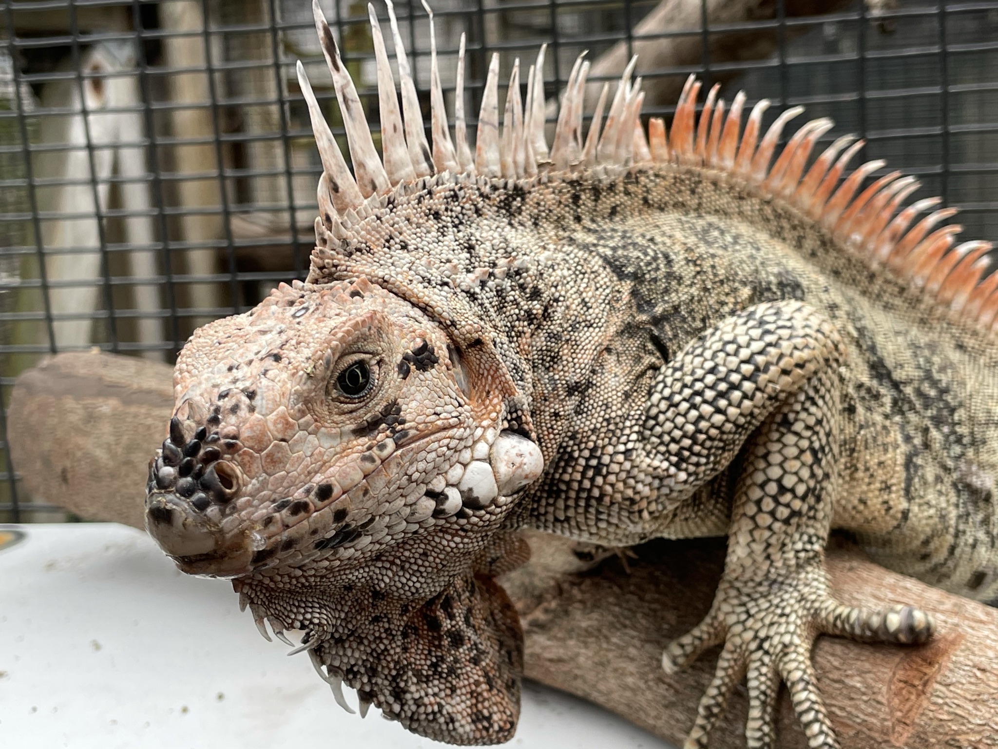 Rare Caribbean iguana