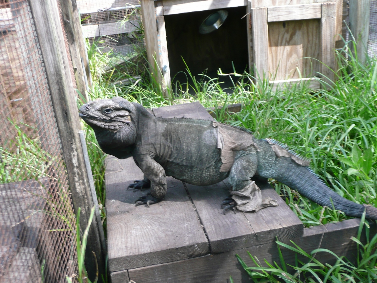 Cyclura Rhino
