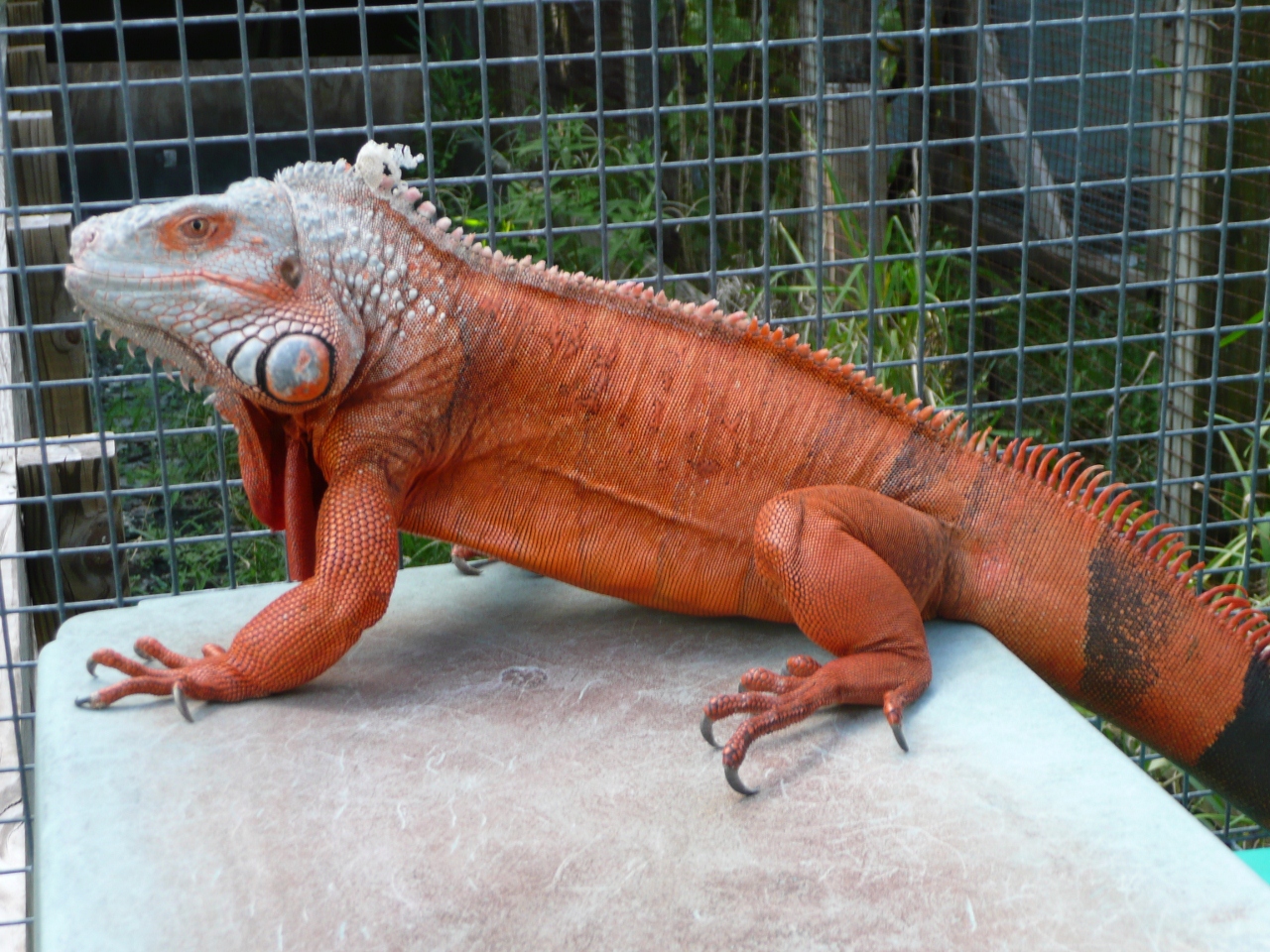 Red Iguanas