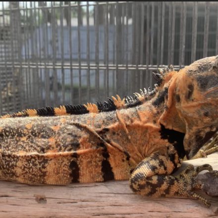 This is supposed to be a crimson buti t is a tiger orange